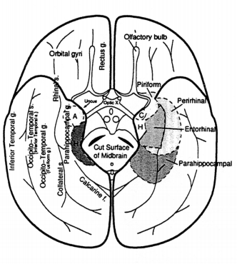 Inferior view